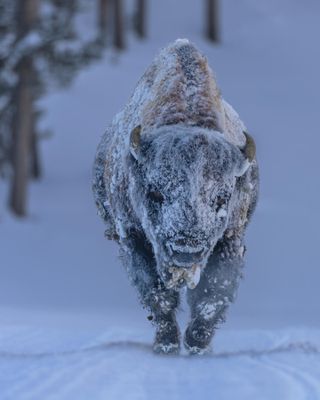 A bison lumbers through Wyoming's Yellowstone National Park in winter. Photographer Laura Hedien writes: "We were touring the west side of the Park. It was near zero degrees Fahrenheit. We came around the corner in our snow coach and saw this magnificent bison just sauntering down the road as if they owned the Park, and they do! Keeping the required distance we hopped out, grabbed some photos, and quickly got back in the vehicle and watched as she/he walked about five feet right past us."
