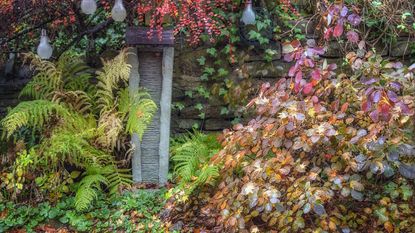 Garden in November with autumn colour and fallen leaves