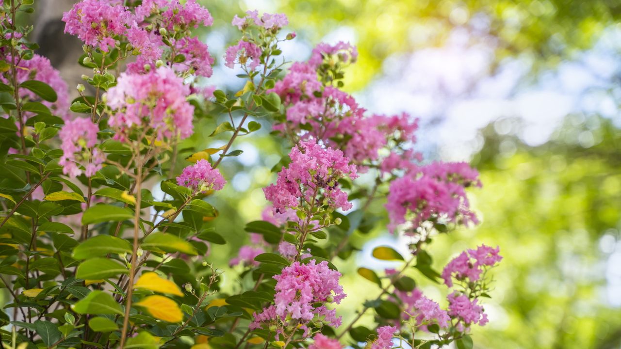 Pink crepe myrtle flowers in bloom in a sunny garden