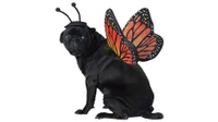 Best halloween dog costumes: California Costumes Pet Monarch Butterfly Dog Costume Costume