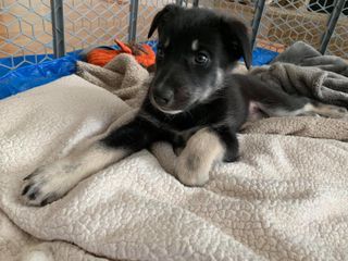 Alaska Dog and puppy rescue