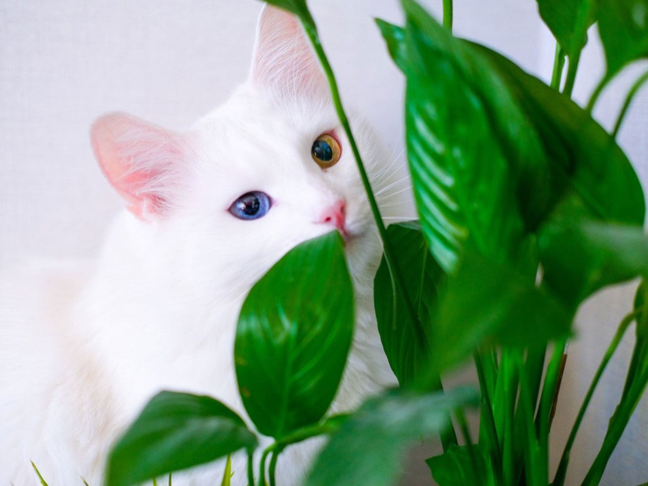 cat plant