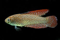 Killfish on Black Background