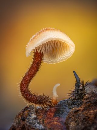 For the fourth year in a row, British photographer Barry Webb won a category. His astonishing picture of a 15mm tall ear-pick fungus on a pine cone scooped the Fungi & Slime Moulds category.