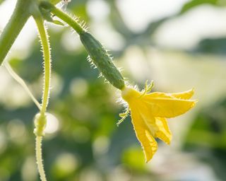 Flower on cucumber plant