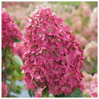 Limelight Prime Panicle Hydrangea from Amazon