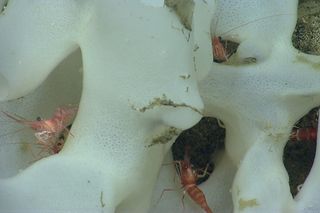 Small shrimp hide