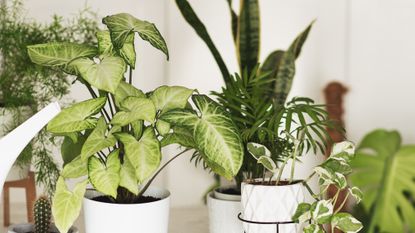 House plants