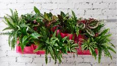 Houseplants in pink wall planter