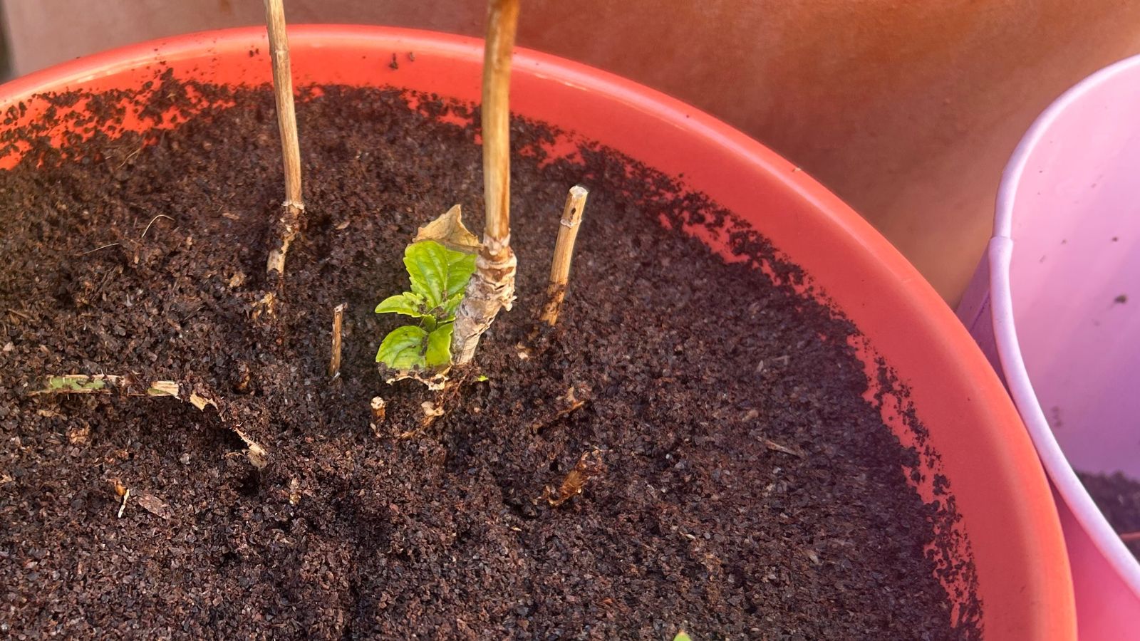 Hydrangea roots in pot with life growing
