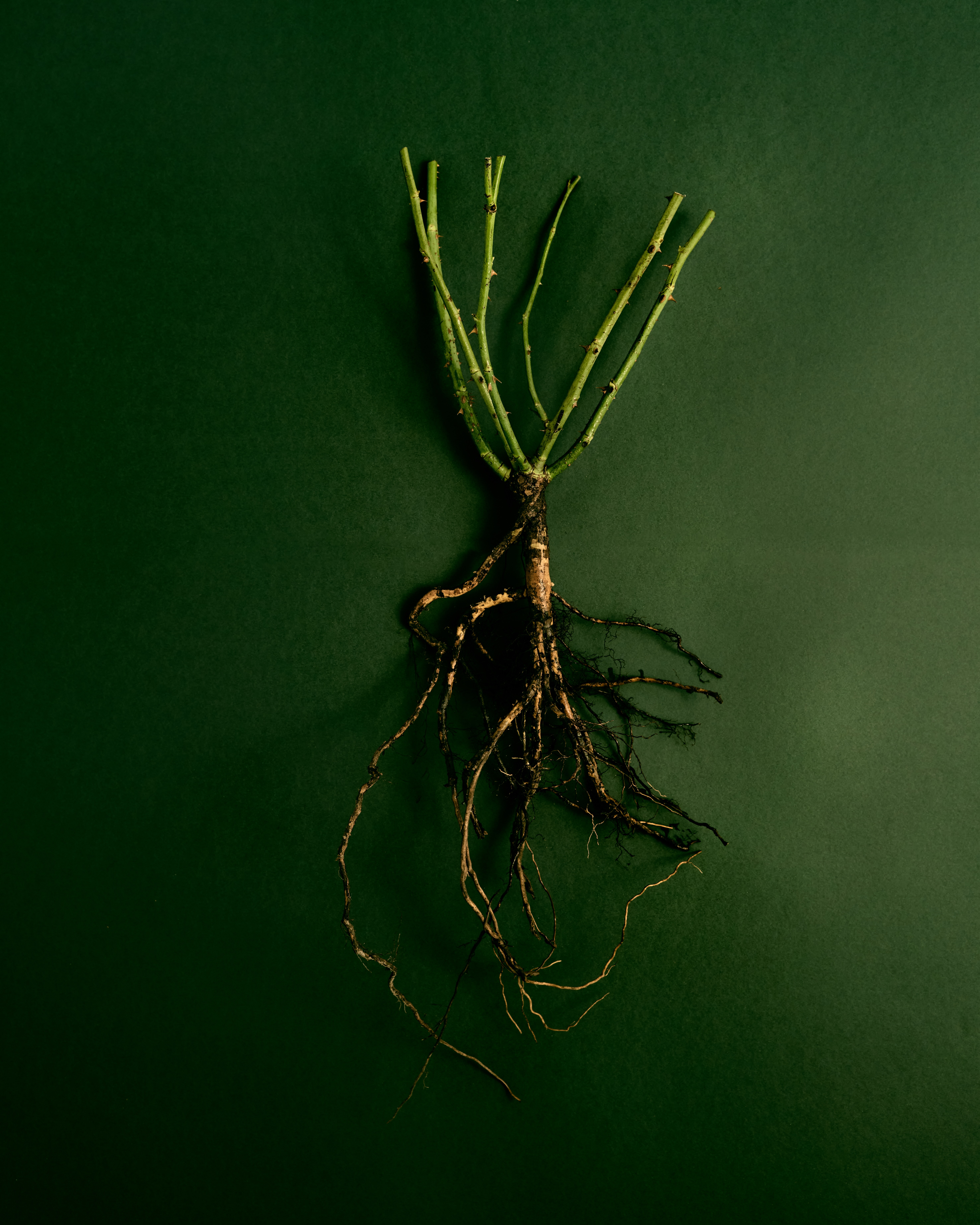 Rose plant bare roots