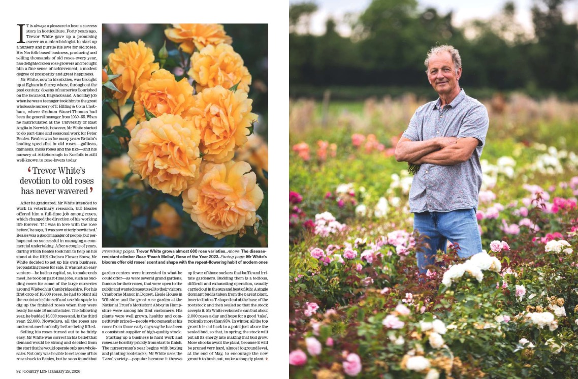 Spreads from Country Life January 28, 2026