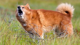 Finnish spitz the barking bird dog