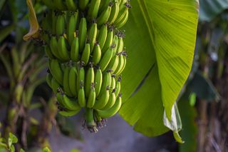 banana tree with unripe bananas