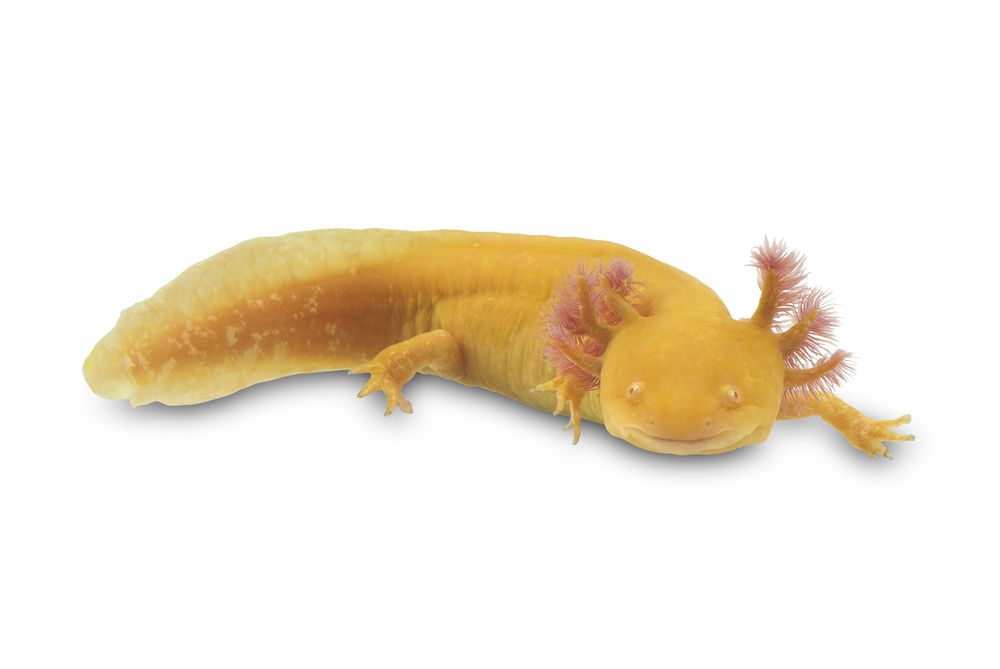 axolotl