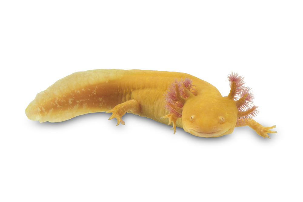 How Salamanders Regenerate Lost Limbs | Tissue Regeneration | Live Science