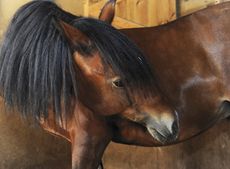 colic in horses: how to prevent it