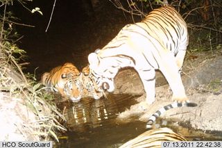 animal news, tiger photos