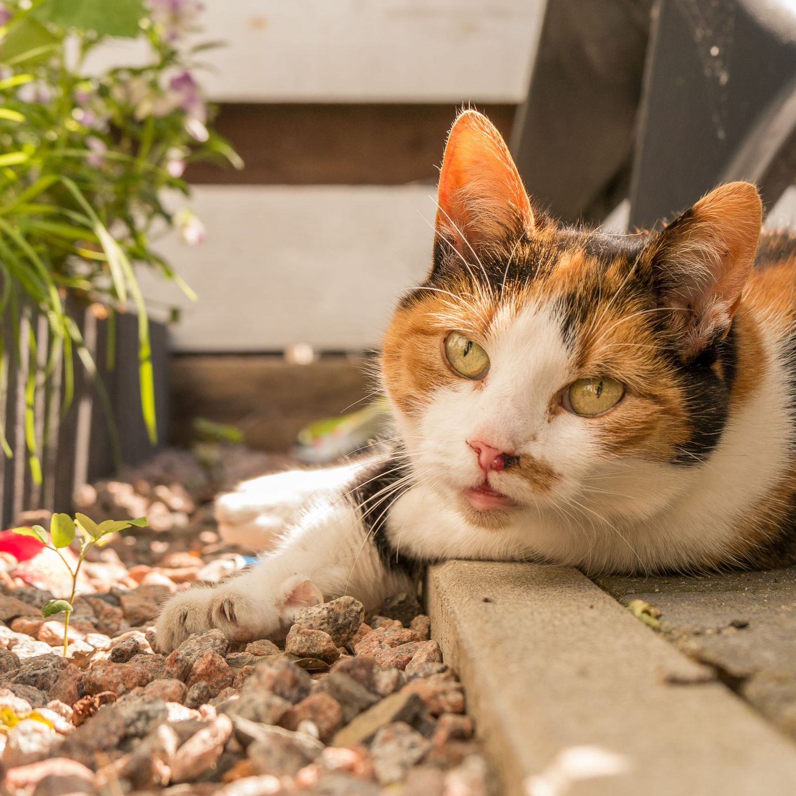 How to stop cats pooping in garden in five easy steps Ideal Home