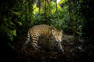 Jaguar, super cats nature pbs