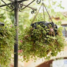 two hanging plants in pots with green leaves and flowers