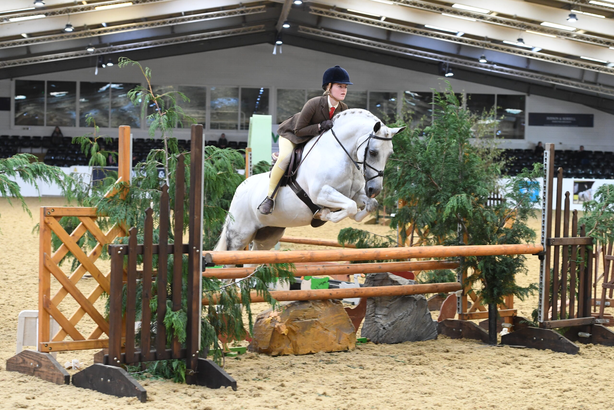 Grey pony Noble Peppermint tackles a rustic spread at the BSPS championships.