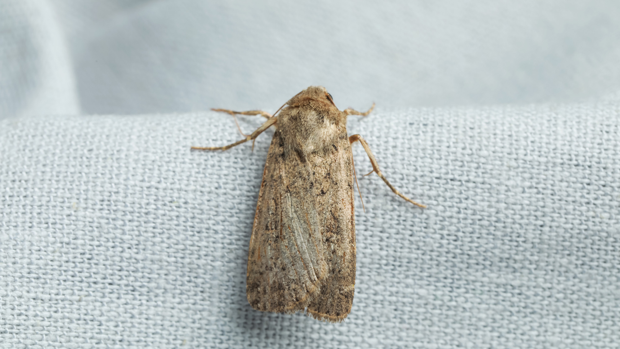 Moth on fabric