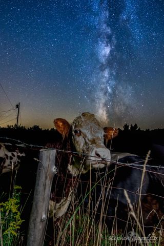 Milky Way and New Hampshire Cows