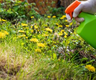 Gardener spraying weed killer on to dandelion weed growing in garden