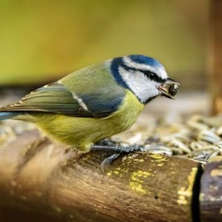 Blue tit on garden bird feeder