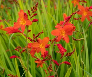 Crocosmia ‘Castle Ward Late’