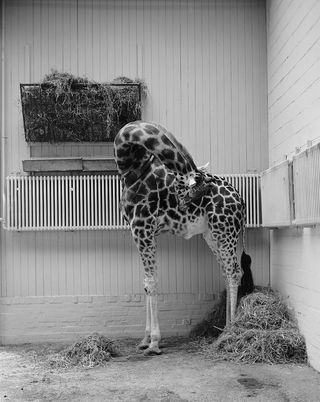 Giraffe neck is too high