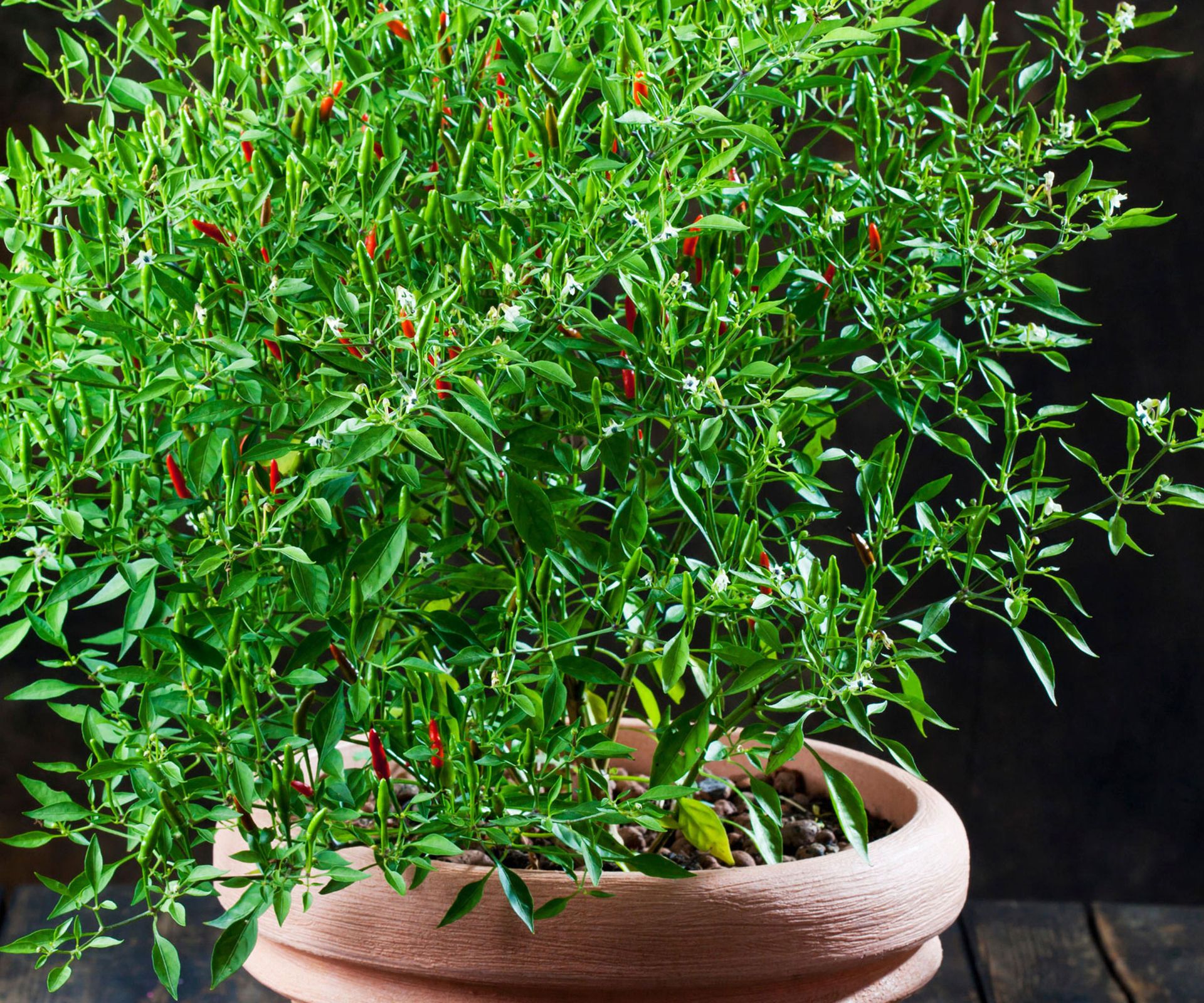 chili pepper plant in pot