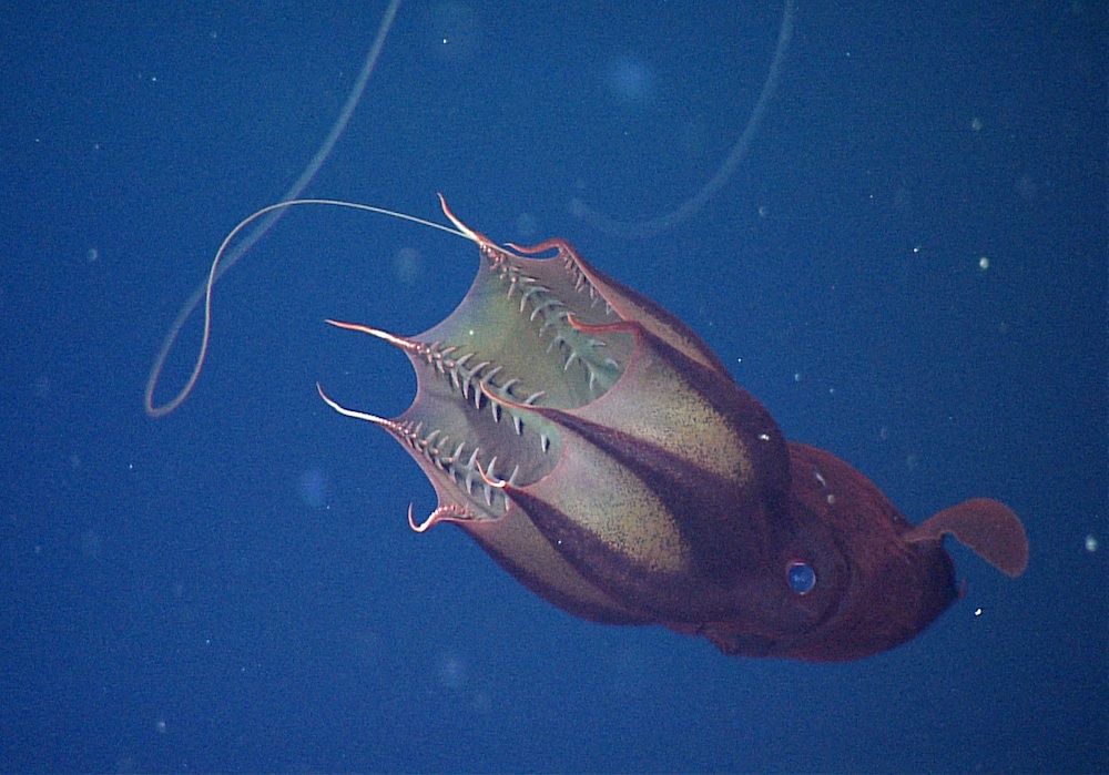 A feeding vampire squid