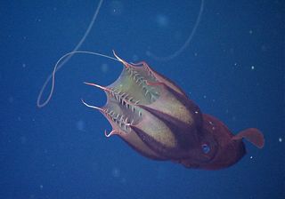 A feeding vampire squid