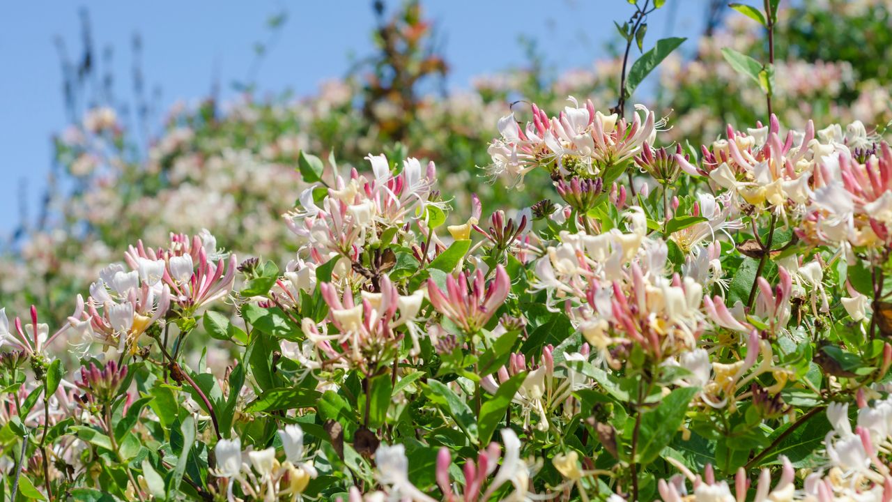 Honeysuckle flowers