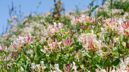 A climbing honeysuckle plant against a house