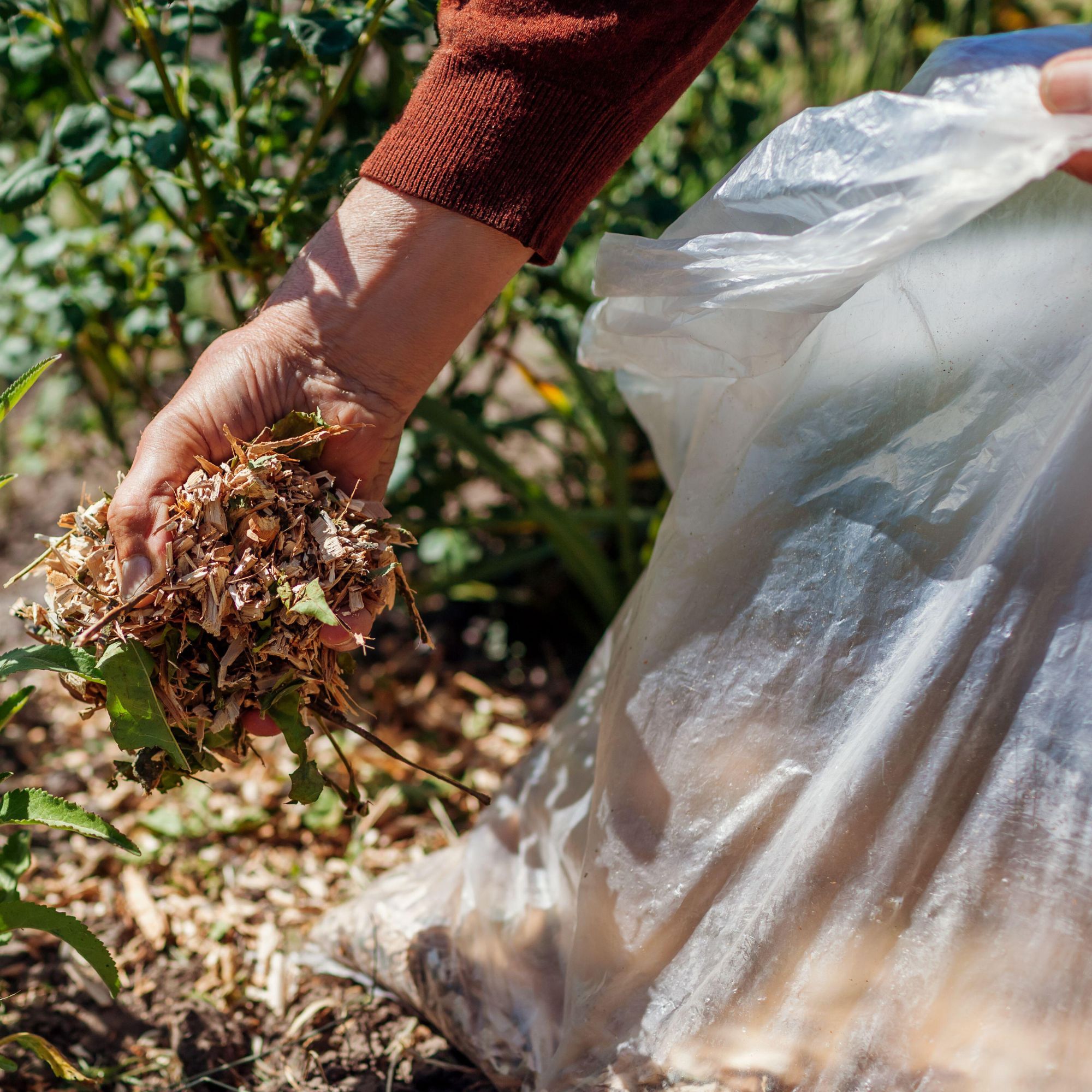 mulch around plant