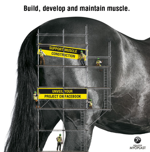horse_image_facebook.jpg