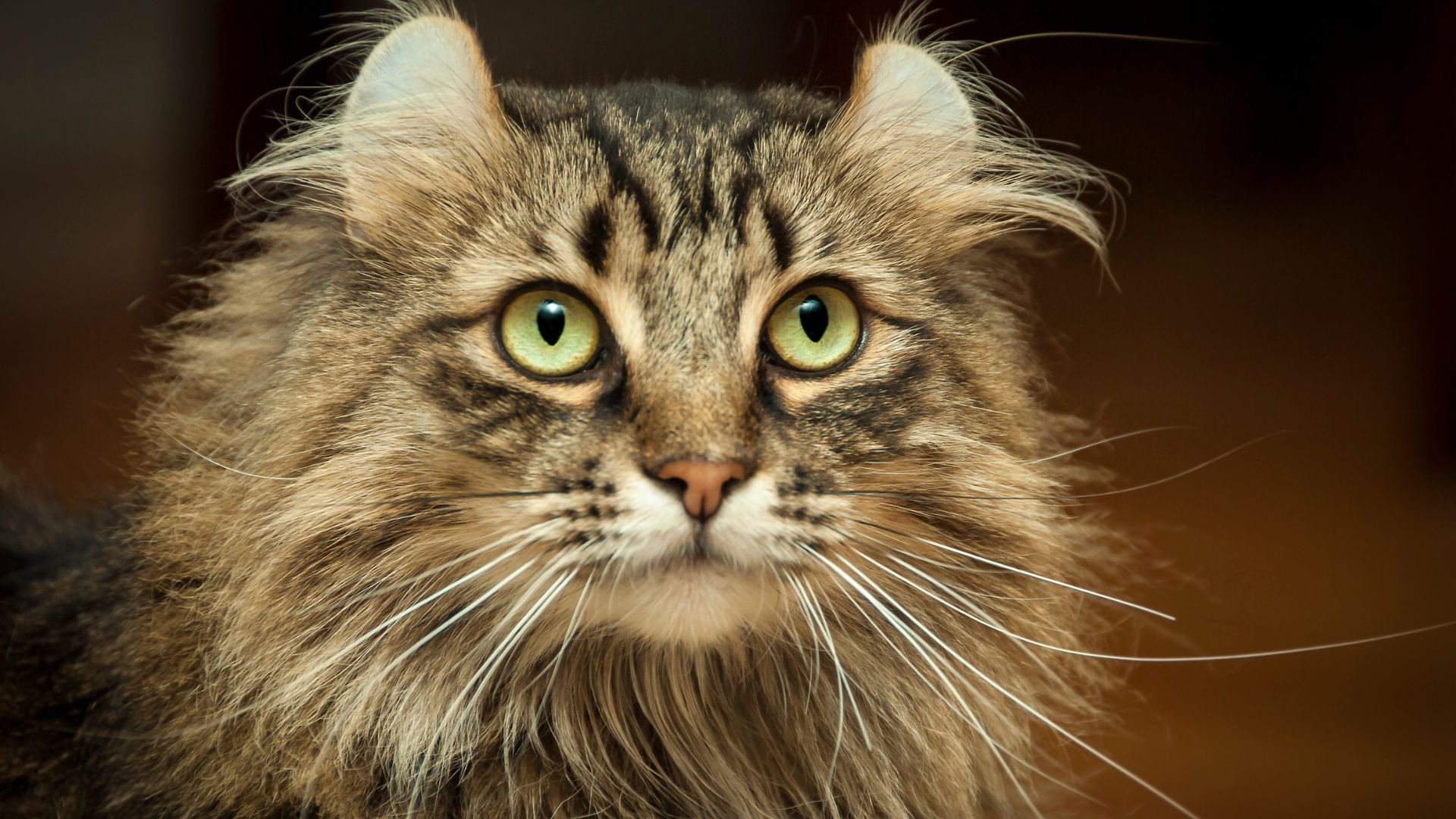 American Curl cat with curled ears, green eyes and white whiskers