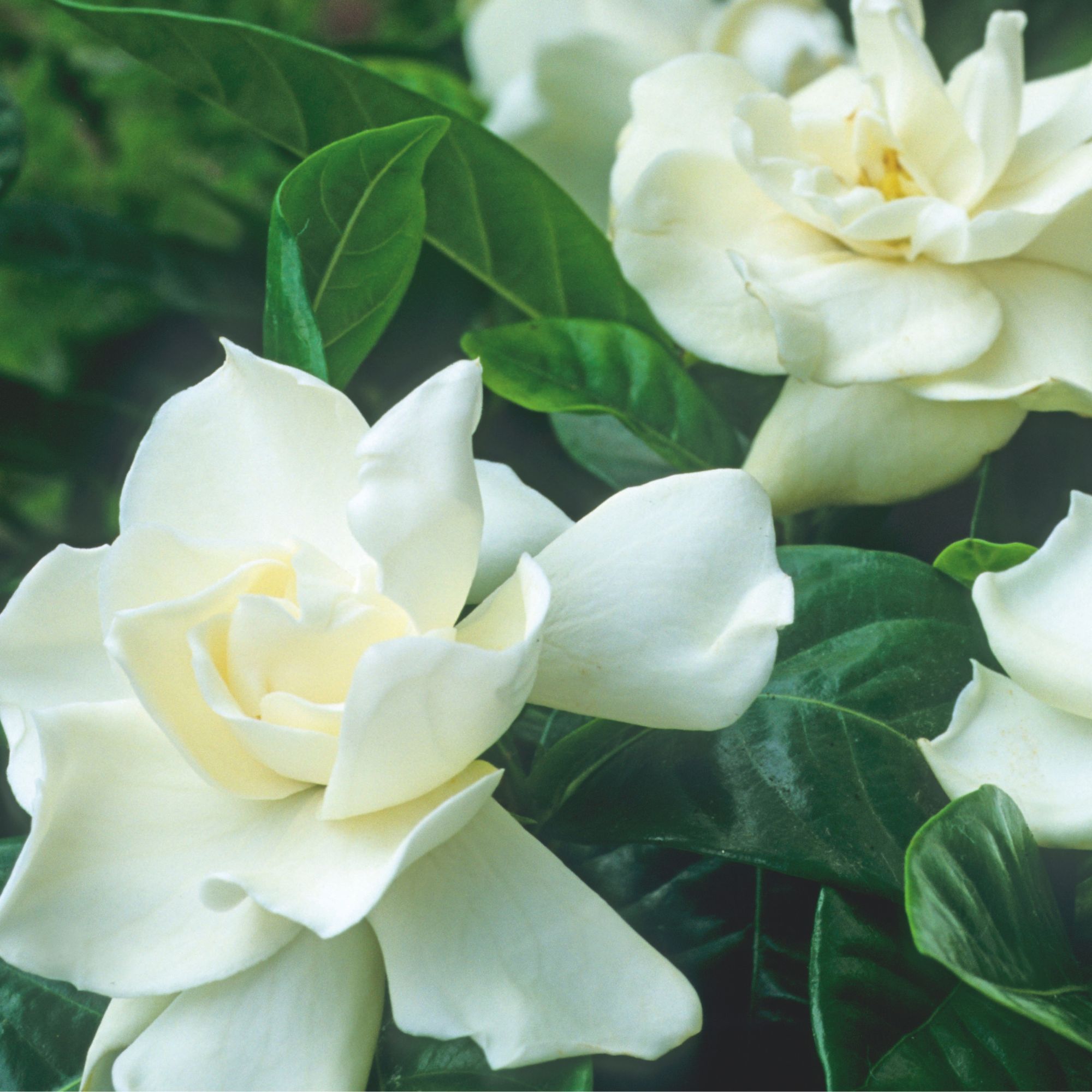 white gardenia flowers on bush