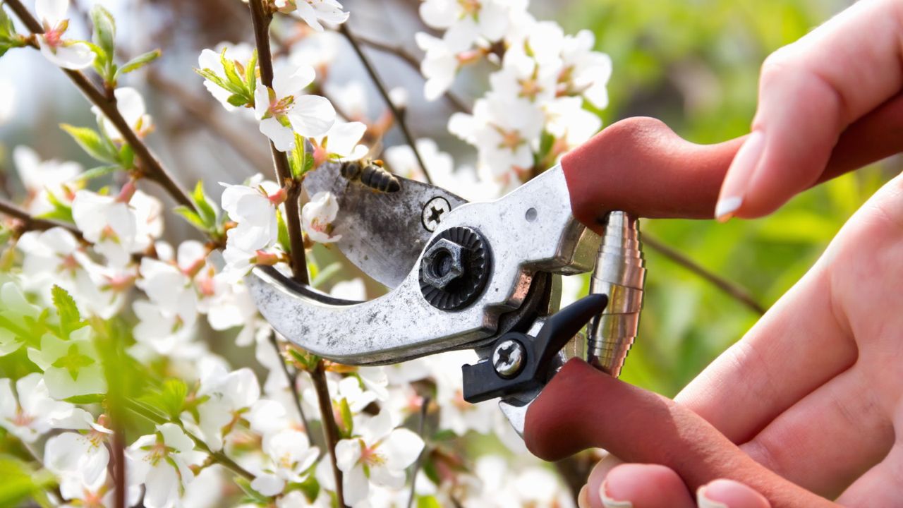 A gardener trimming a shrub with pruning shears