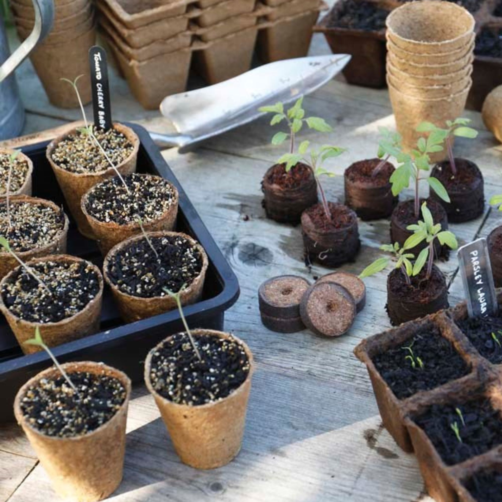 biodegradable pots with compost