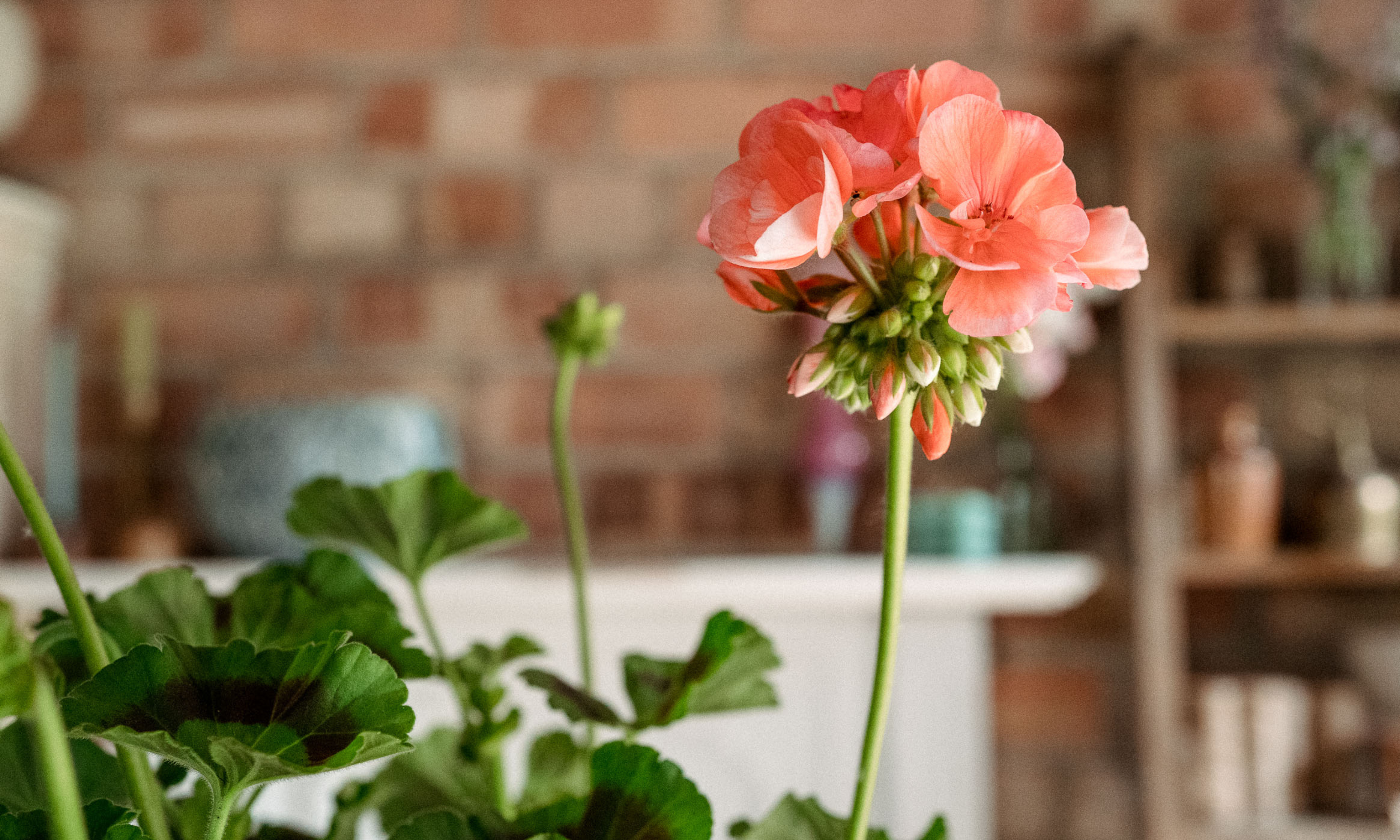 Pink geranium flower
