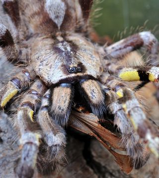 Tarantula close up