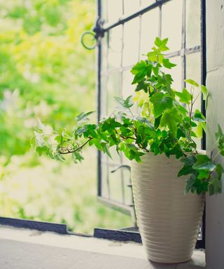 ivy in pot on windowsill