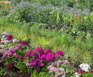 A mix of flowers and vegetables in a garden