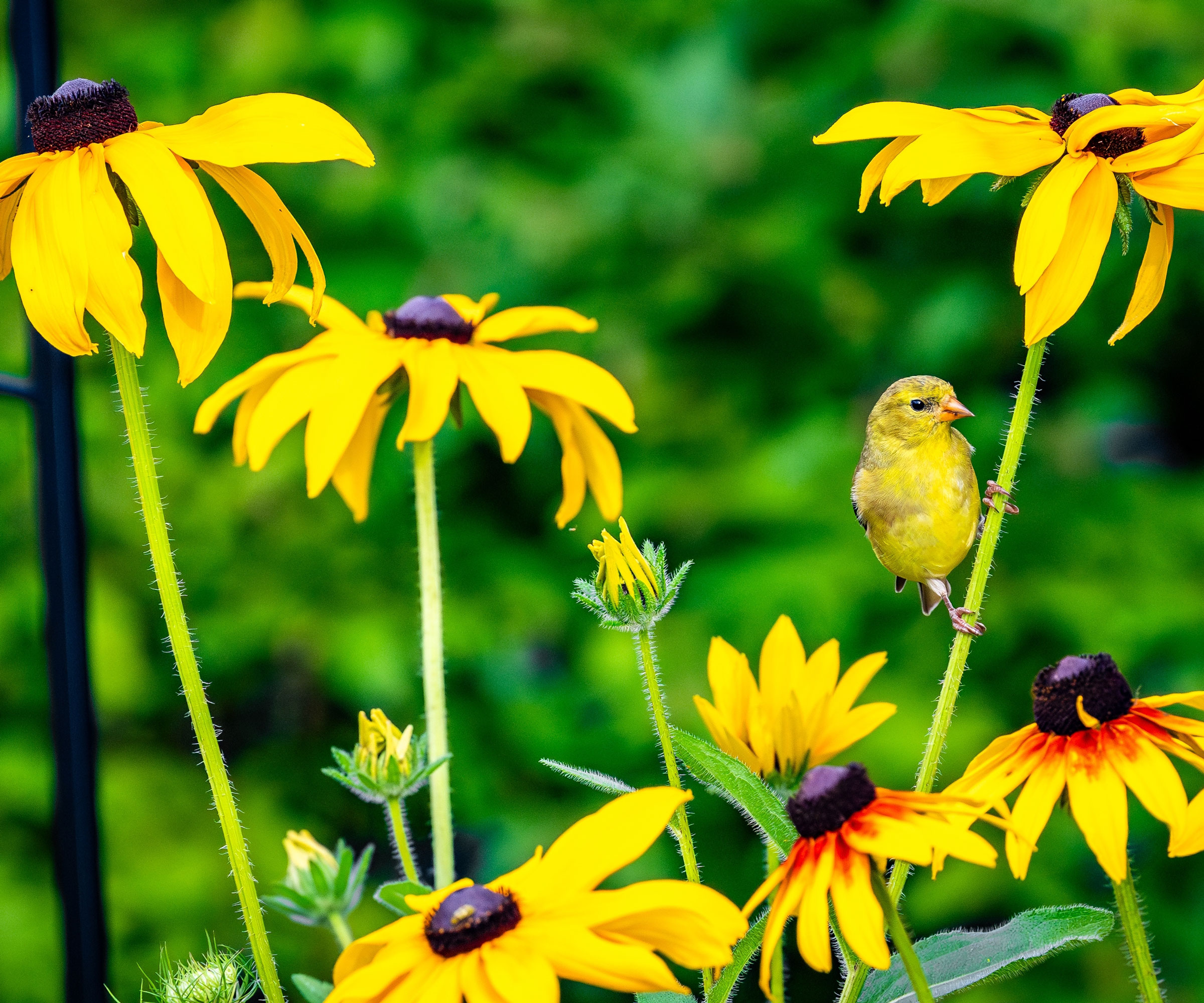 goldfinch perched on stem of black eyed Susan plant