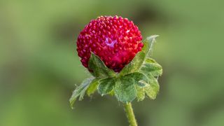 A close-up of a mock-strawberry, which is slightly rounder and pinker than a regular strawberry