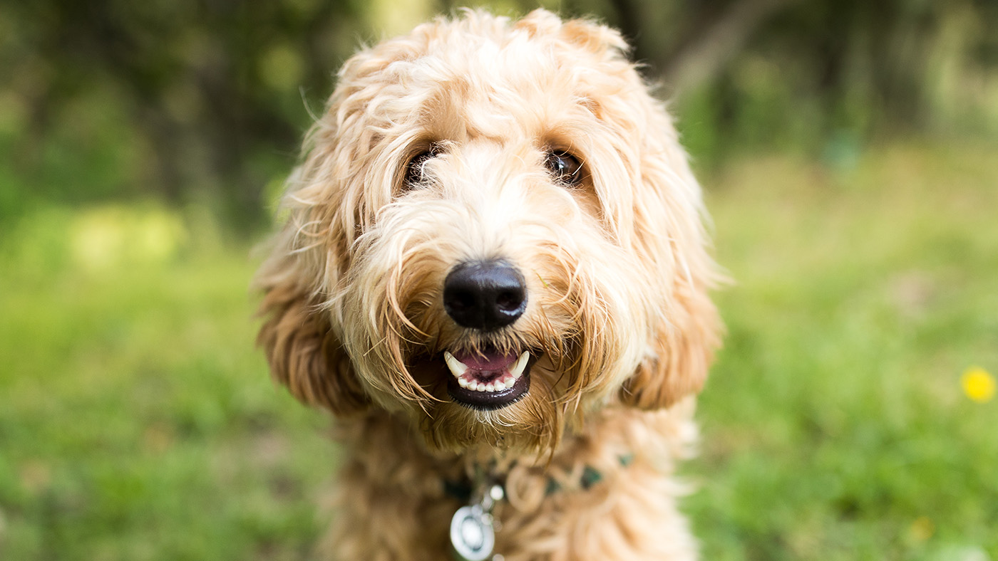 Close up of dog smiling and showing teeth